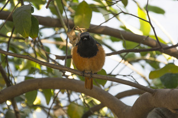A Redstart on the Branch of a Lemon Tree in Chandigarh, India