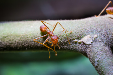 ant