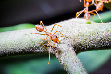 ant