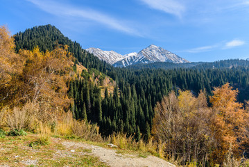 Fototapeta na wymiar Autumn forest in the mountains, Almaty, Kazakhstan.