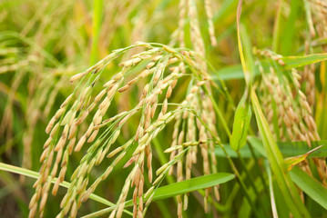 The paddy rice close up and green background