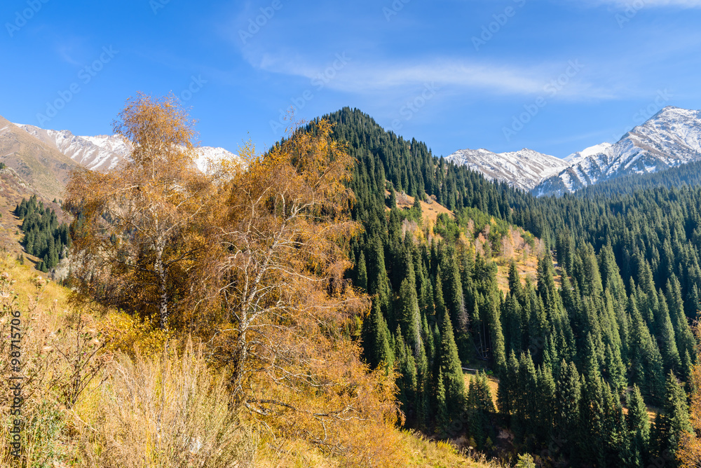 Wall mural Autumn forest in the mountains, Almaty, Kazakhstan.