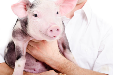 Portrait of a cute pig on hands at the vet