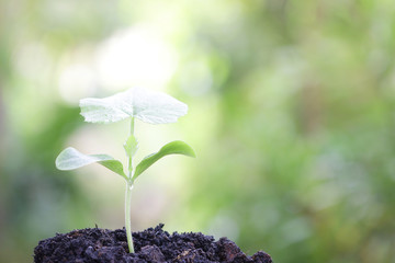 Growing plant