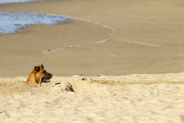 Dog buried in the sand on the beach