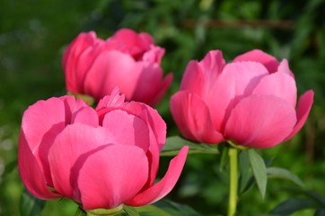 Pink peony buds in the garden 