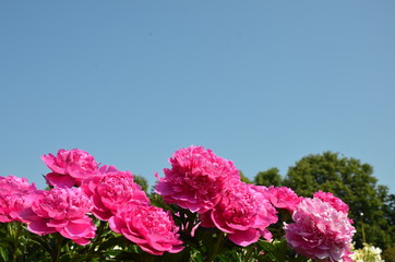 Beautiful peony flowers in the garden 