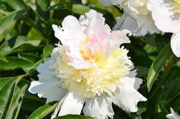 Beautiful white peony 