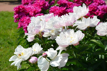 Many pink and white peony flowers 