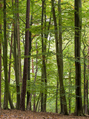 Blick in einen Sommerwald