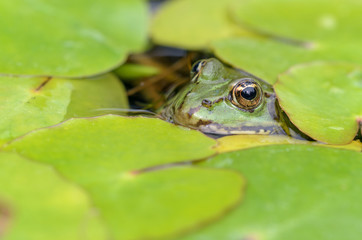 Teichfrosch, Pelophylax esculentus