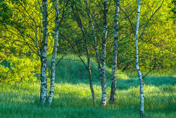 Obraz premium Frühling im Wald, Birken im Morgenlicht