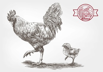 rooster and chicken © la_puma