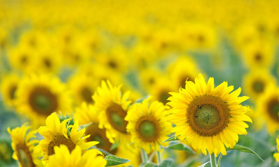 Obraz premium Sunflower field background