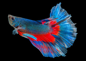 abstract fighting fish