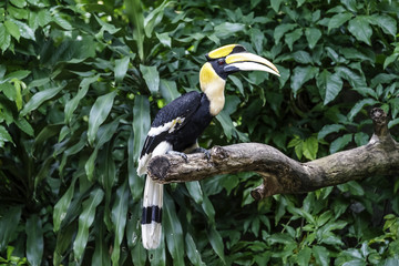Hornbill