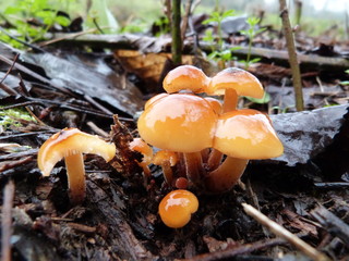 Famille de champignon