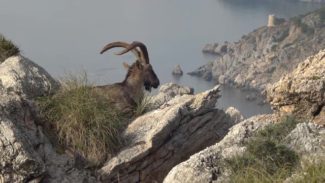  male Iberian ibex resting on rocks and watching their domains      