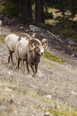Big Horn Sheep in the Seculed Nature of Banff National park