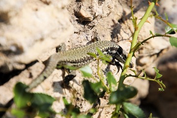 Gecko Mediodactylus kotschyi