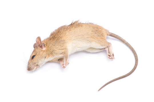Dead rat Isolated on White Background