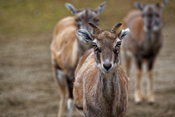 Bharal