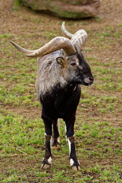 Bharal