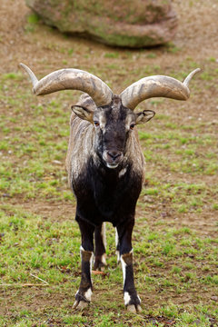 Bharal