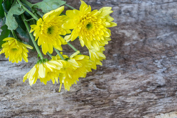 Yellow Chrysanthemum Flower on old wood