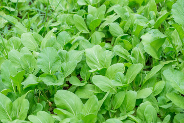 field of green lettuce