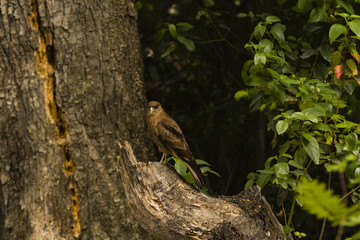 bird on tree trunk