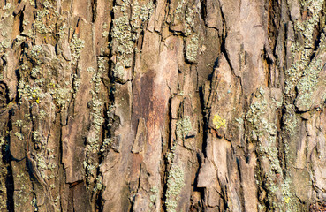 Willow tree bark