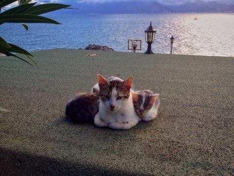 Kedi Aile ve Deniz Manzarası