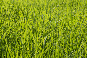 Green grass surface background