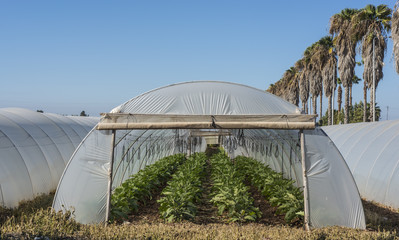 Eggplant in greenhouse