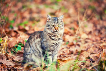 cat sitting on the fallen leaves in autumn
