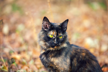 cat sitting on the fallen leaves in autumn