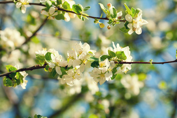 Vintage blossoming orchard