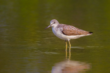 Obraz premium Close up Common Greenshank (Tringa nebularia) in nature of ThailandClose up Common Greenshank (Tringa nebularia) in nature of Thailand