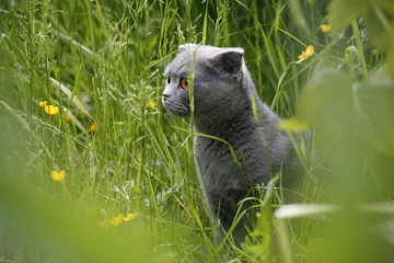 cat , Scottish Fold