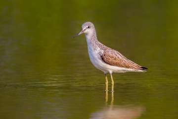 Common Greenshank (Tringa nebularia) extend her neck to look at us 
