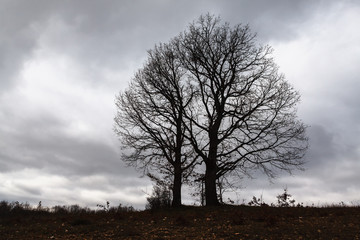 Fototapeta na wymiar Lonely tree on the field, dramatic sky background