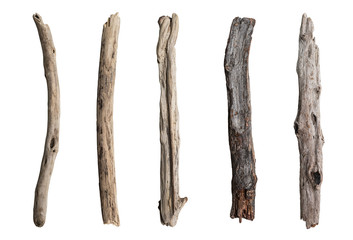 Set of dry tree branch