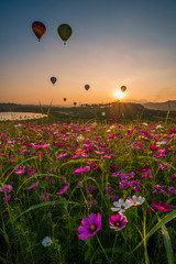 Fototapeta premium Cosmos flower field in Chiangrai province of Thailand.