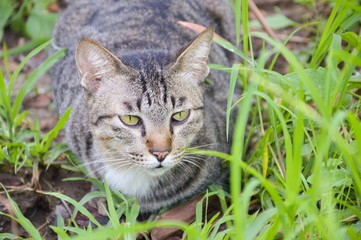 Naklejka na ściany i meble cute tabby cat on the ground in nature garden