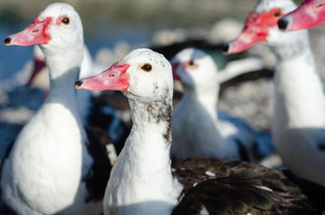 Domestic mascovy duck on the river bank