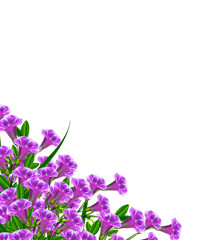 Fototapeta na wymiar bell flower isolated on white background