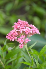 Fototapeta premium pink Panama Rose flower in garden