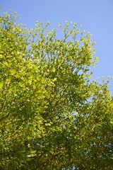 Terminalia ivorentsis leaves in garden , Terminalia ivorentsis chev.