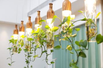 beautiful lights with plants hanging in room